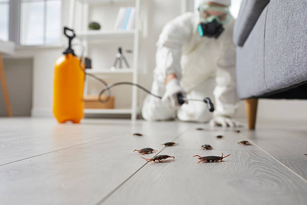Commercial Kitchen Cockroach Control in Rio Verde